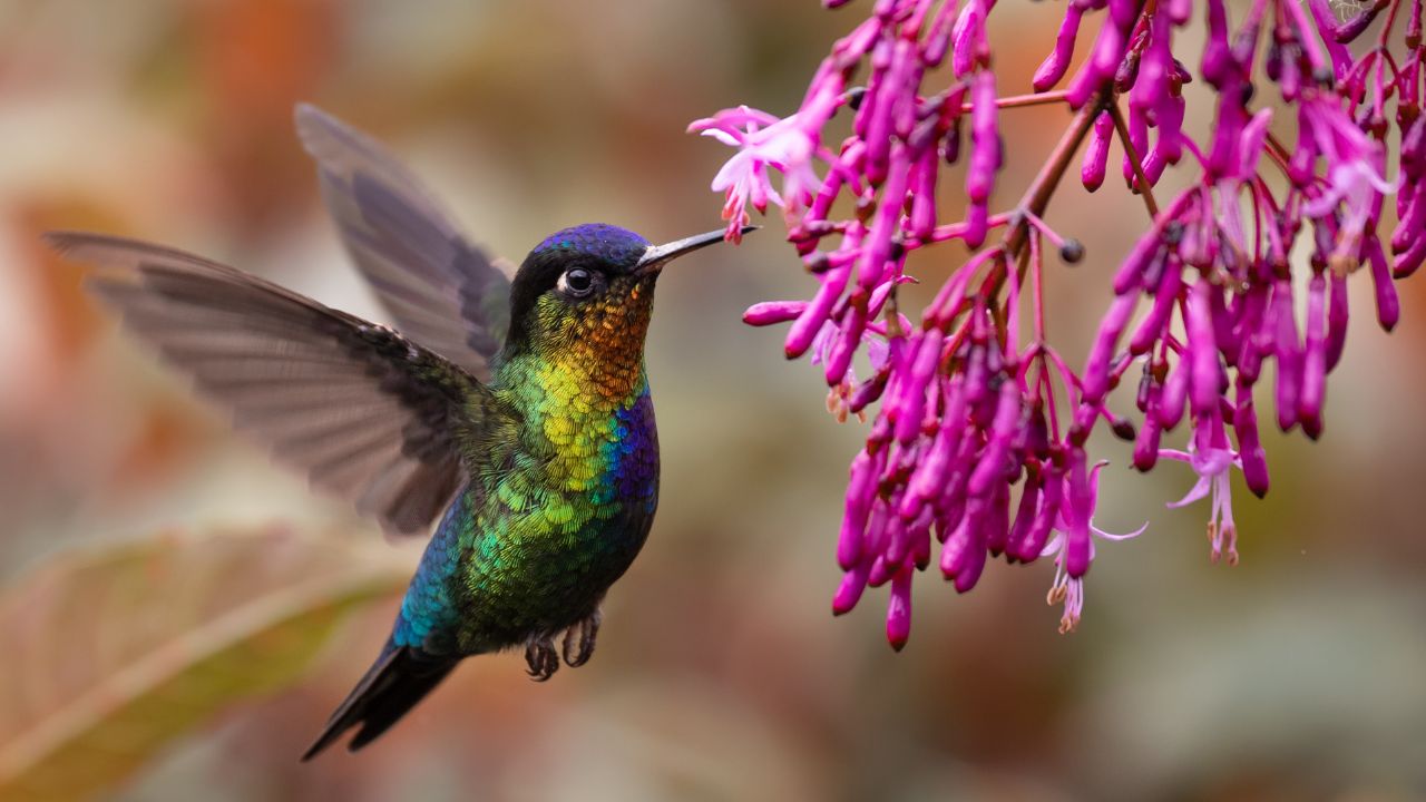 América_ Costa Rica